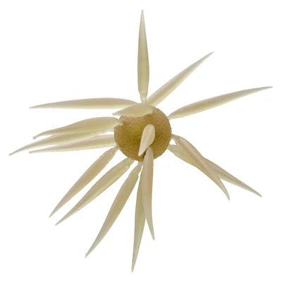 HideUp Coike Fish Elastomer L