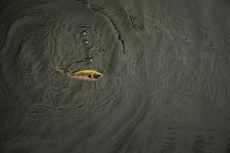 Berkley SlapGill